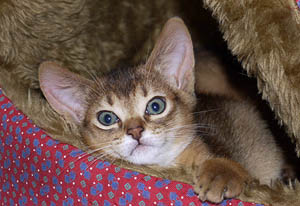 Margrit Coates, World renowned Animal Healer