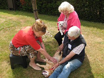 Margrit Coates Healing Dogs