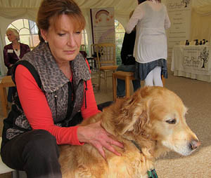 Margrit Coates healing a retriever