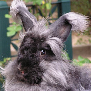 Margrit Coates animal communicator, rabbits