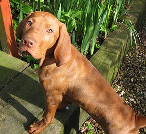 Margrit Coates Animal Healing